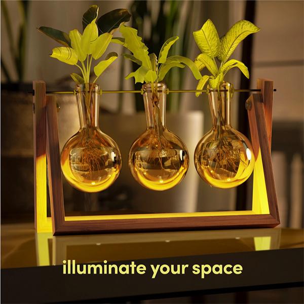 Planters' Choice Light Up Bamboo Air Planter - Plant Lover Gifts